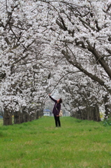 見上げる桜