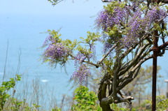 海に映えるフジ