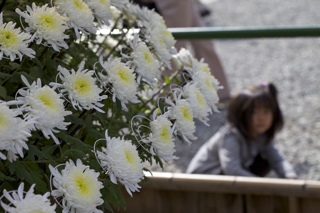 菊in Yahiko
