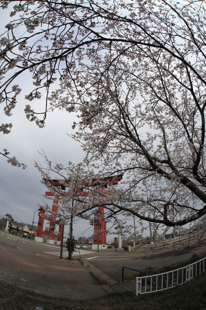 大鳥居と桜
