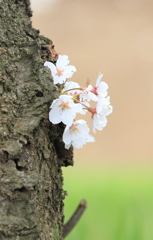 花弁