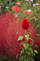 ケイト＆コキア