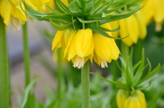 フリチラリア　ルデア