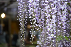 北方博物館　フジの花