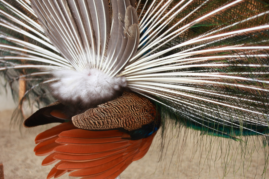 バックスタイル