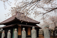 見つめる桜