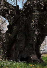 三春滝桜 幹