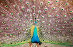 孔雀 全開