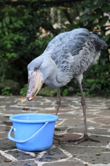 餌食べ　ハシビロコウ