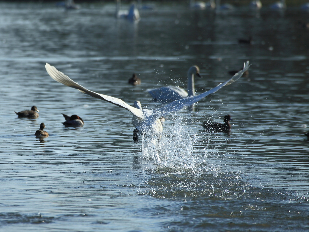 ランディング Swan in瓢湖