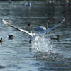 ランディング Swan in瓢湖