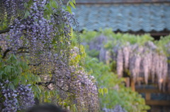 北方博物館　フジの花