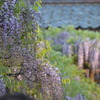 北方博物館　フジの花