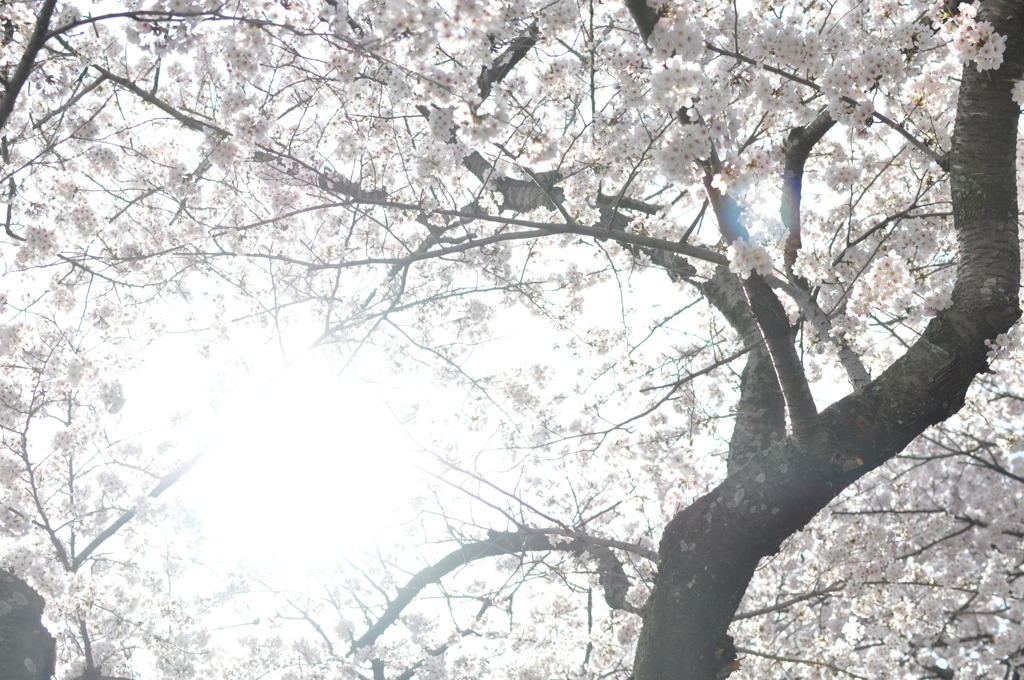 桜・光