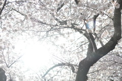 桜・光