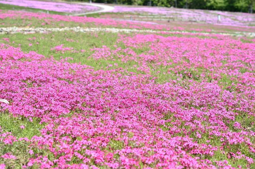 もう少しで満開　芝桜