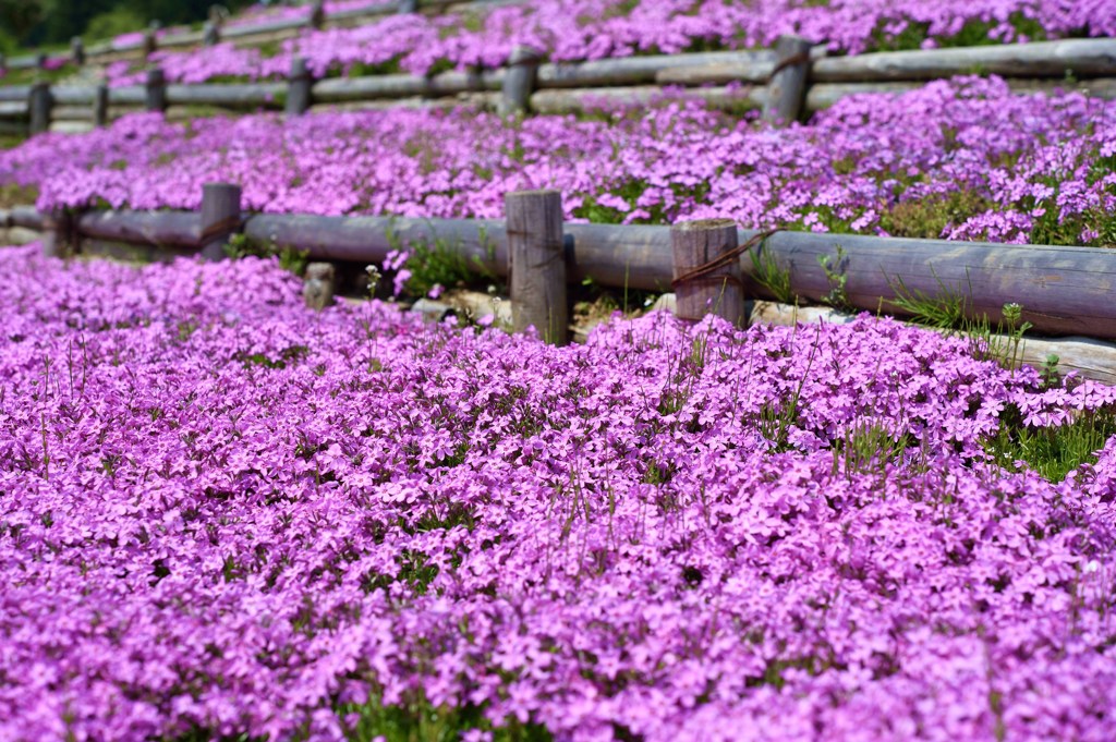 芝桜