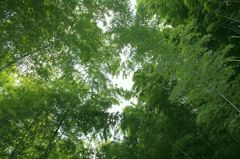 竹のトンネル