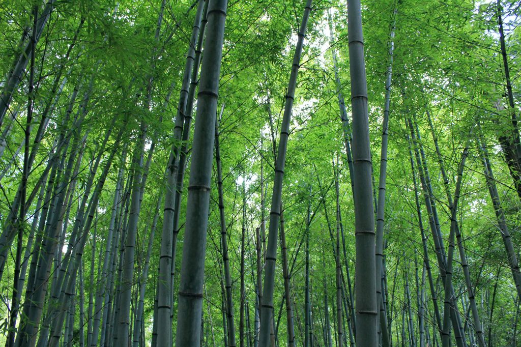 竹林