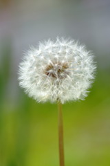 _DSF1079
