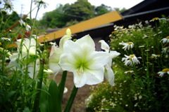 黄八丈と百合の花