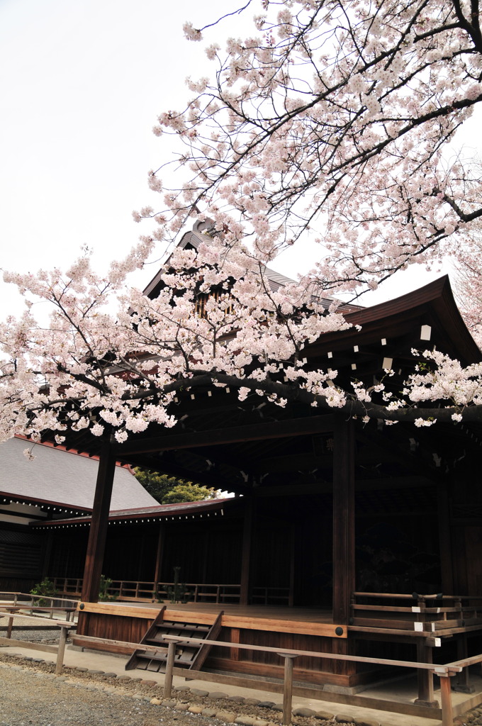 靖国神社の桜標本木