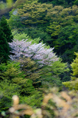 森の花火