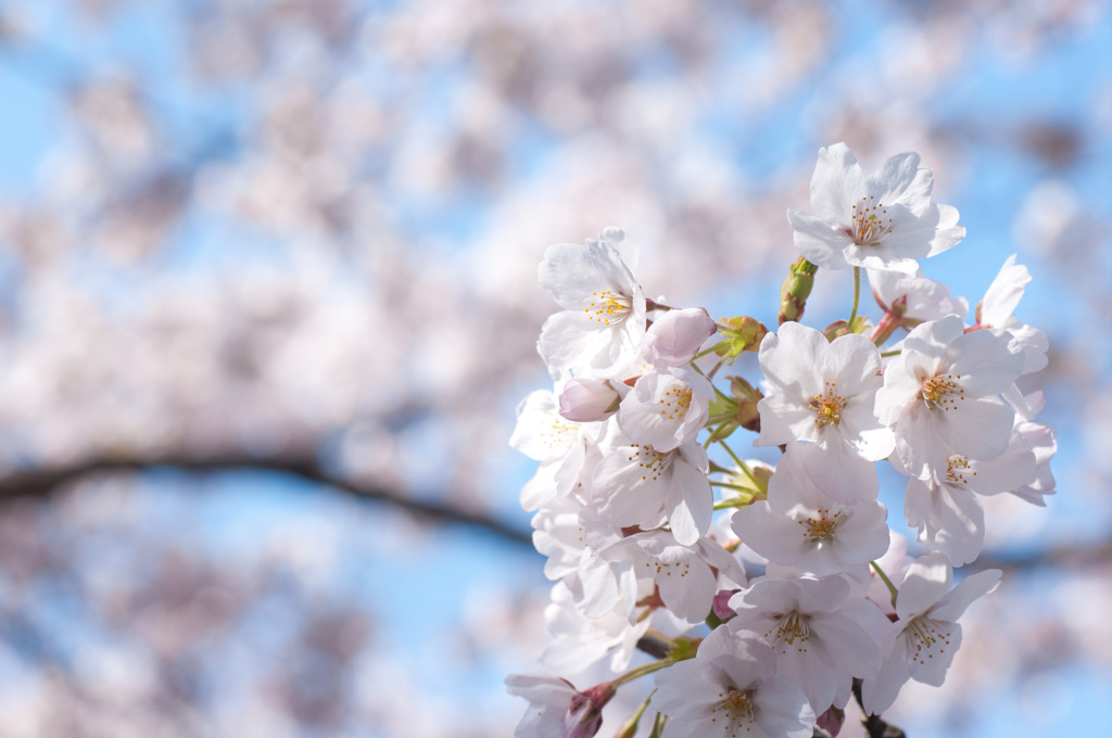 桜花の候