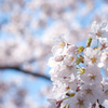 桜花の候