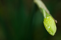 a pearl of dew