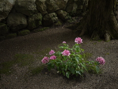 古寺1