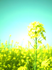 菜の花