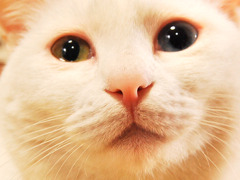 どアップ！