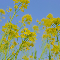 菜の花