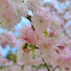 桜