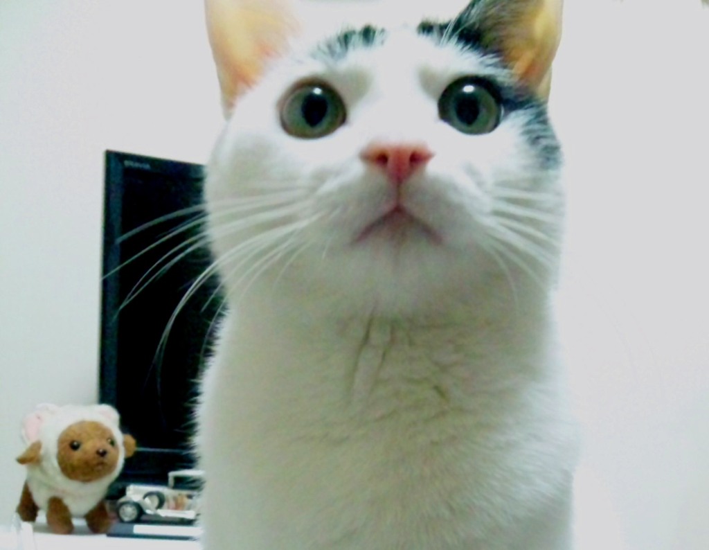 キメ写真？