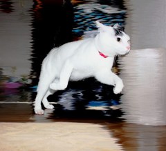 旦那に追いかけられてます。