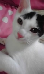 泣きはらしたような顔