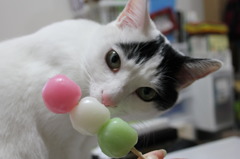 三色団子と白黒の猫