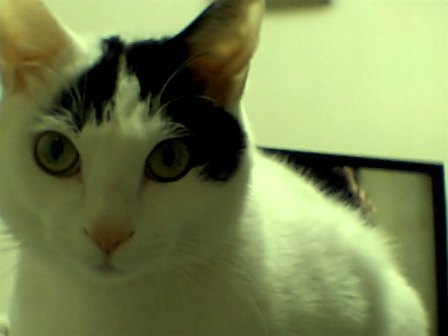 キリッ　トイデジにて。