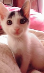 我が家に来て３ヶ月