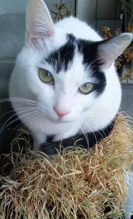 枯れた猫草で鳥ｻﾝごっこ