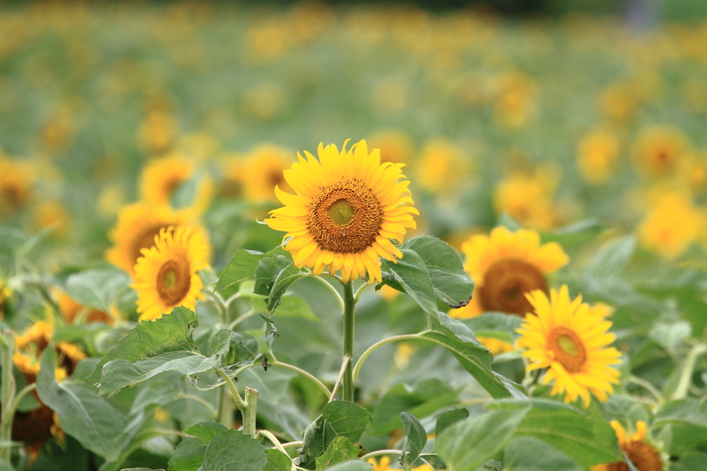 夏の花