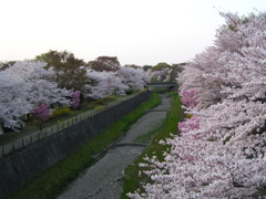 桜並木