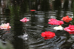 落花流水