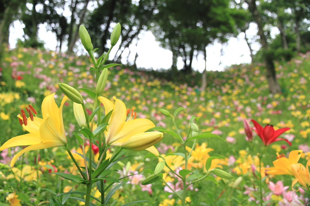 Colorful Lily