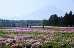 富士の絨毯
