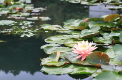 Water Lily