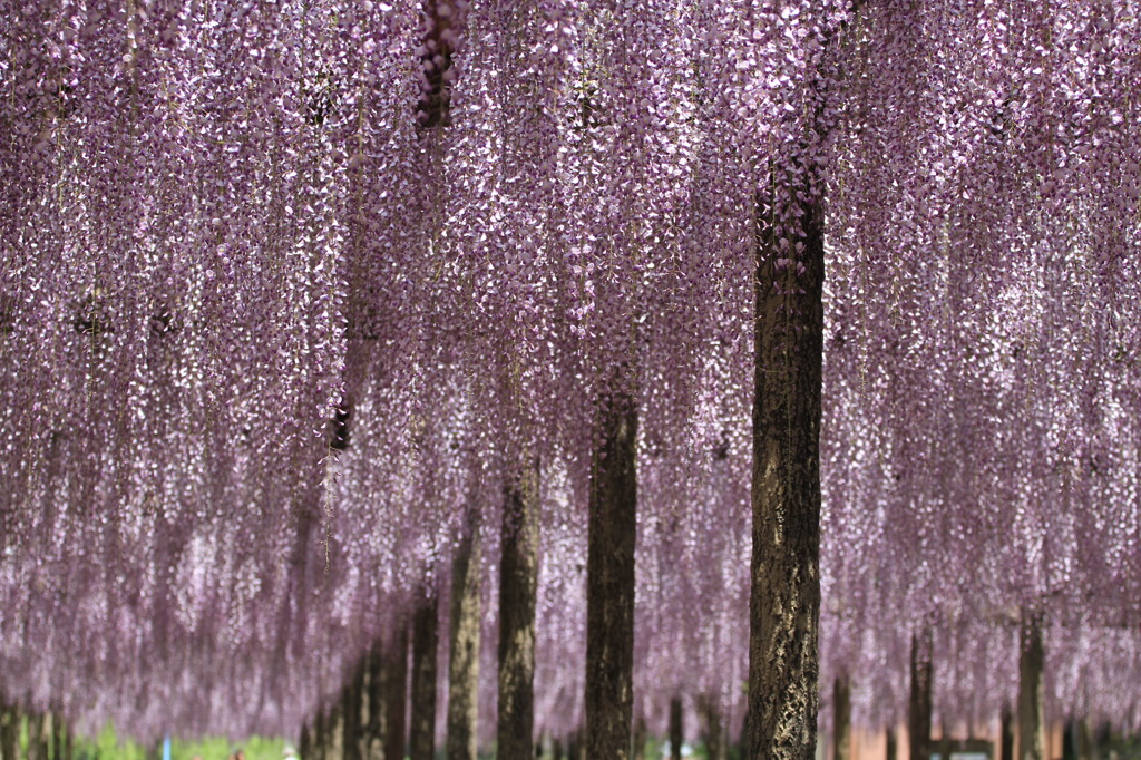 Purple Roof