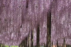 Purple Roof